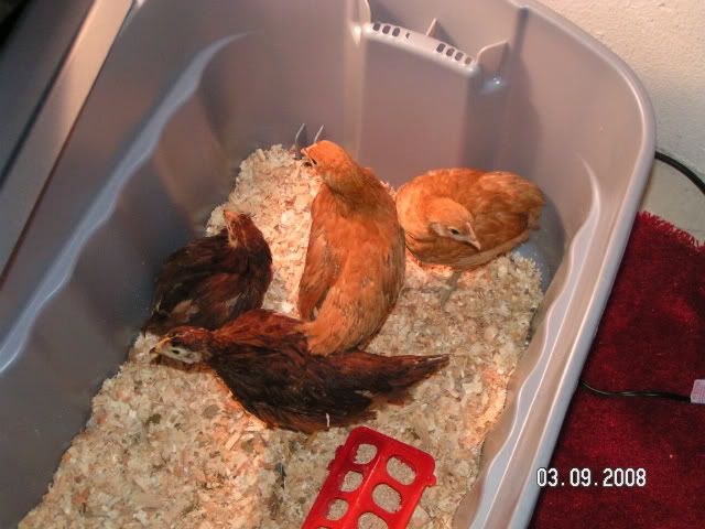 PICT5291.jpg