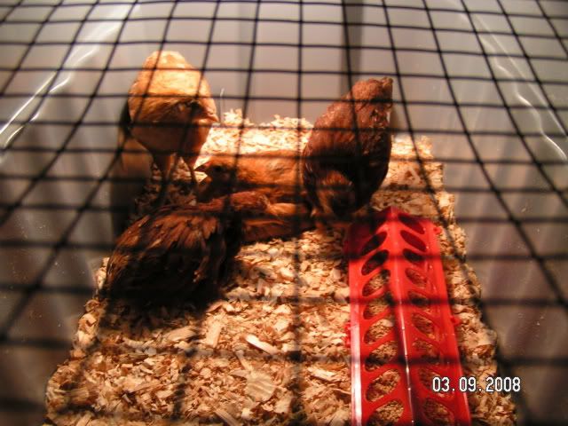 PICT5298.jpg
