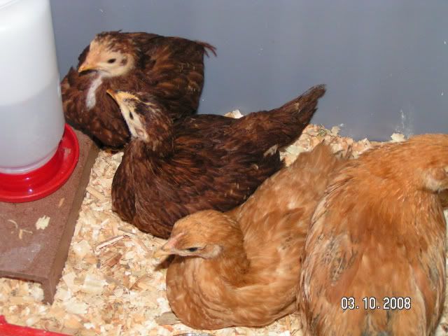 PICT5309.jpg