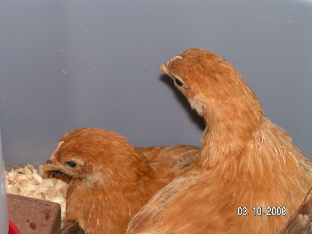 PICT5312.jpg