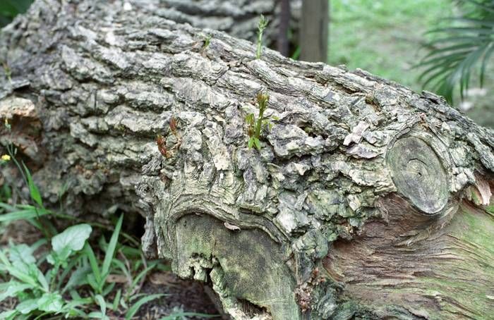 CONTAX CY,PENTAX M42標準鏡 數位,底片測試之 油潤松鼠