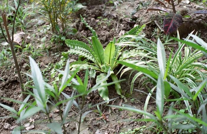 CONTAX CY,PENTAX M42標準鏡 數位,底片測試之 油潤松鼠