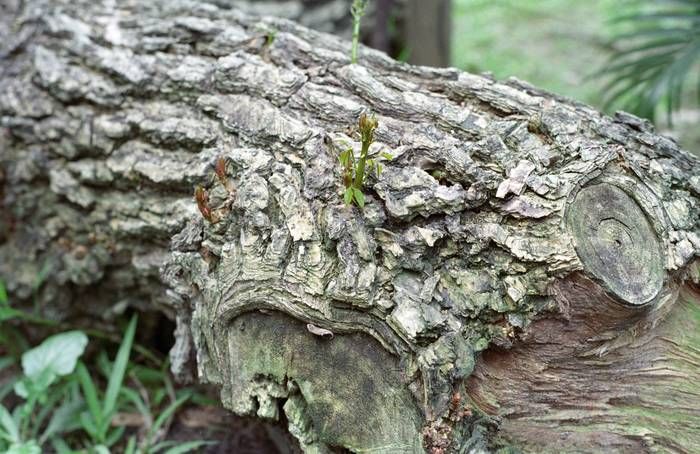 CONTAX CY,PENTAX M42標準鏡 數位,底片測試之 油潤松鼠