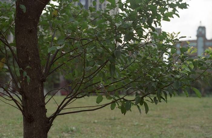 CONTAX CY,PENTAX M42標準鏡 數位,底片測試之 油潤松鼠