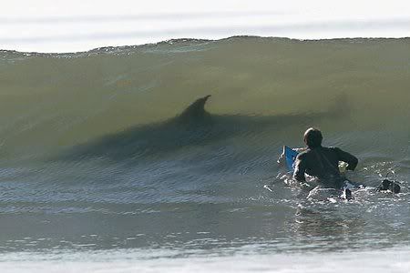 http://i274.photobucket.com/albums/jj245/Spendauballet/generalPicts/5725_2863_surfing-shark-scare.jpg