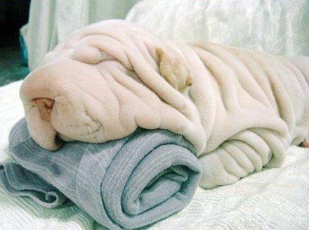 http://i274.photobucket.com/albums/jj245/Spendauballet/generalPicts/5851_2926_towel-or-dog.jpg