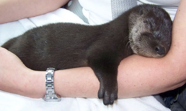 http://i274.photobucket.com/albums/jj245/Spendauballet/generalPicts/this-is-otterly-cute.jpg