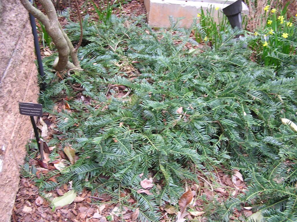 dwarf yew