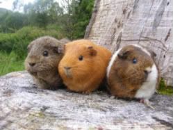 Mom and Daughter Sanctaury Pigs with UK Rescue Thistle Cavies