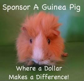 Sponsor A Pig!