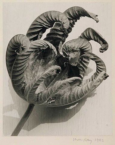 Man Ray Pictures, Images and Photos