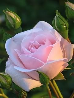 pink rose photo: rose pink pink_rose.jpg