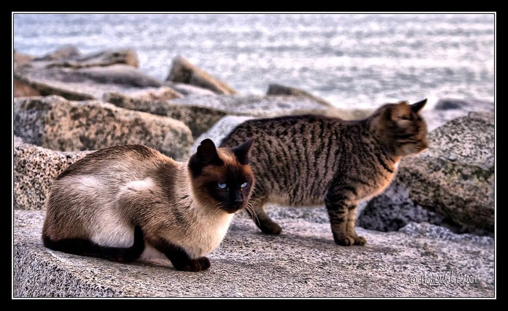 Gatos en la playa de Montgat