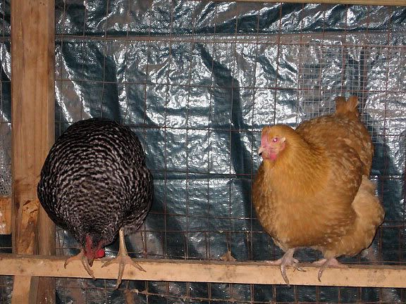 Barred Rock &amp; Buff Orpington