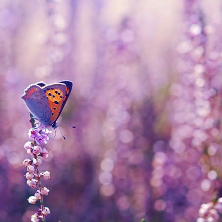 sweet talk by 3erdbeereis3