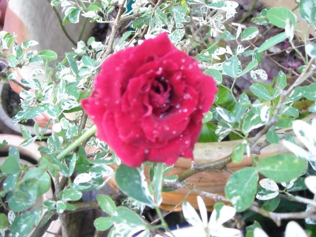 roses in my garden