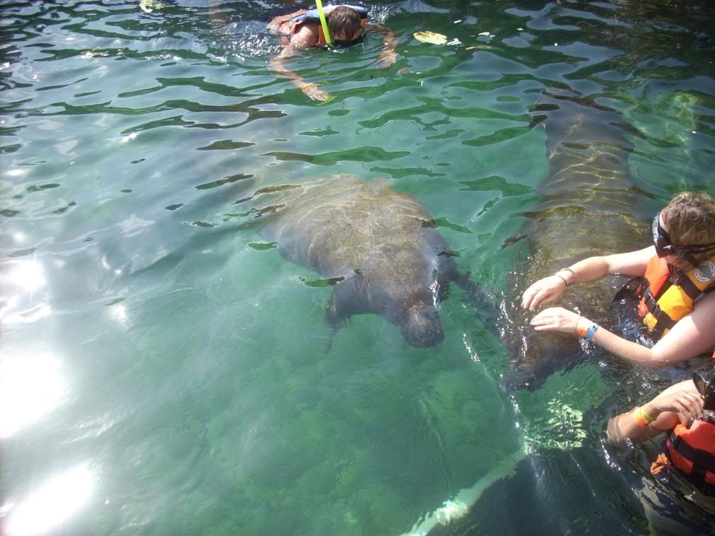 manatees.jpg Manatees image by georginagoodwin