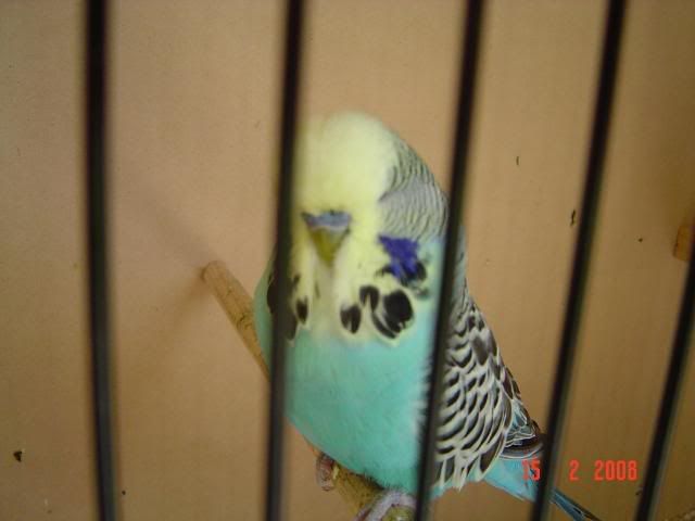 DSC00142.jpg?t=1215872133
