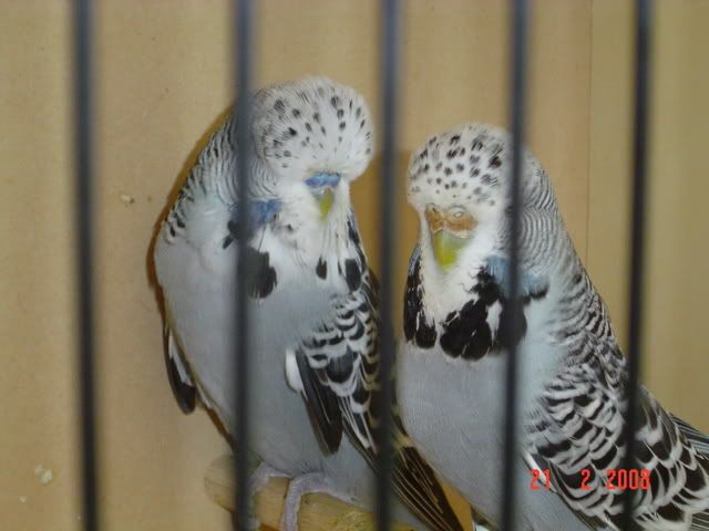 DSC00178.jpg?t=1214451221