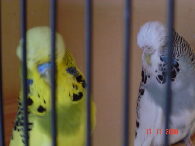 DSC00207.jpg