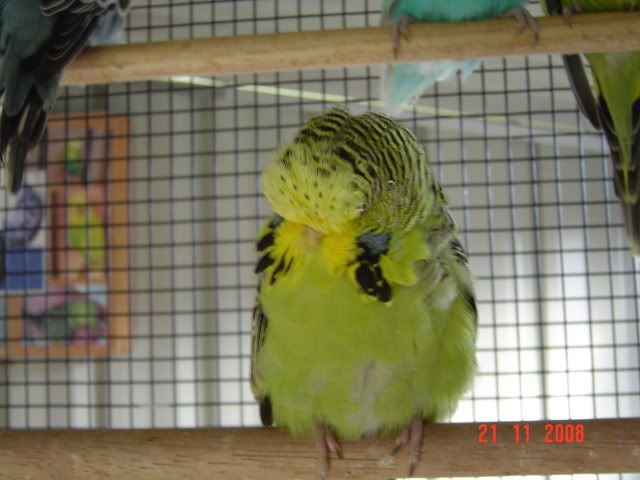 DSC00235.jpg?t=1215872056