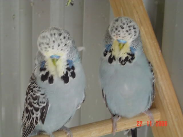 DSC00252.jpg