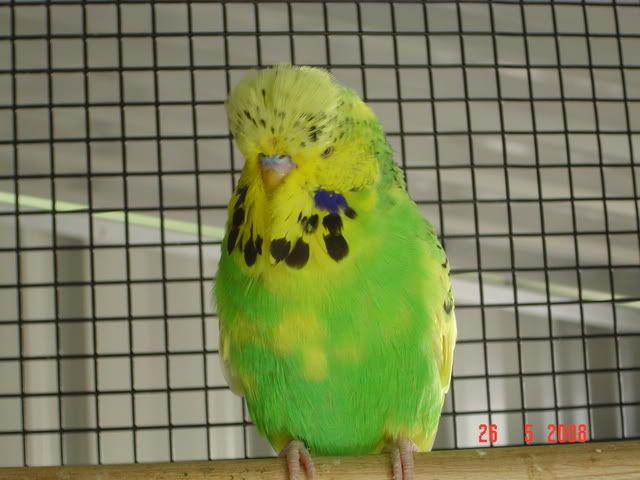 DSC00401.jpg?t=1213455943