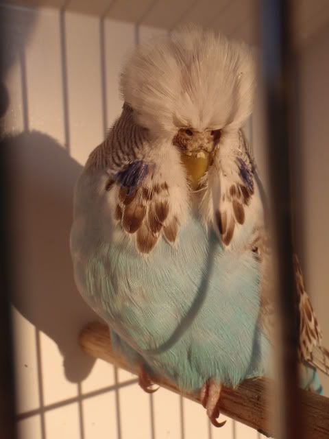 DSC00409-1.jpg?t=1213455826