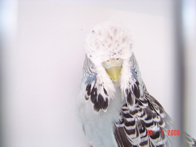 DSC00423-1.jpg?t=1215440706