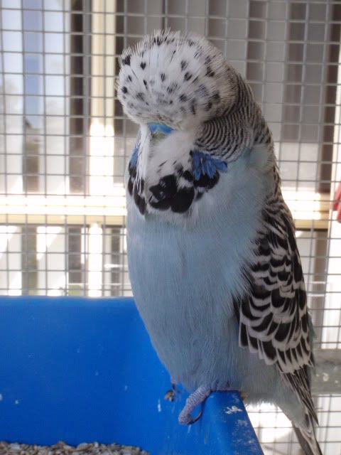 DSC00483.jpg?t=1213511665