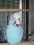 DSC00484.jpg?t=1213658809