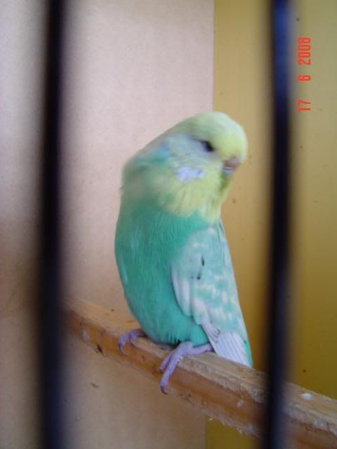 DSC00501.jpg?t=1213664517