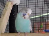 DSC00508.jpg?t=1213664069