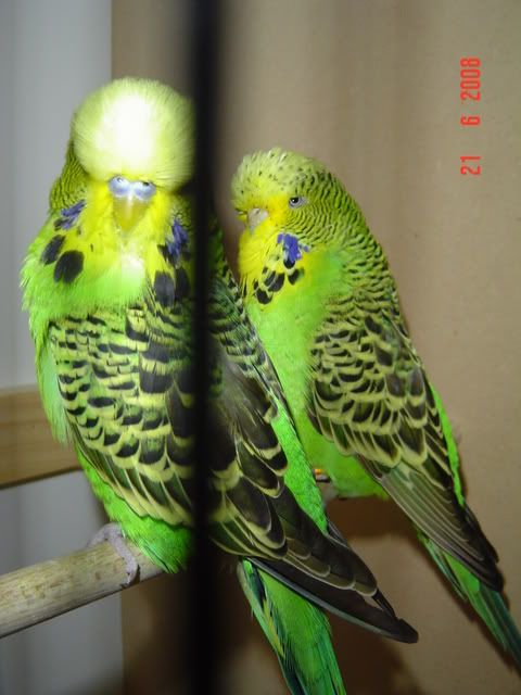 DSC00512-1.jpg?t=1214145320