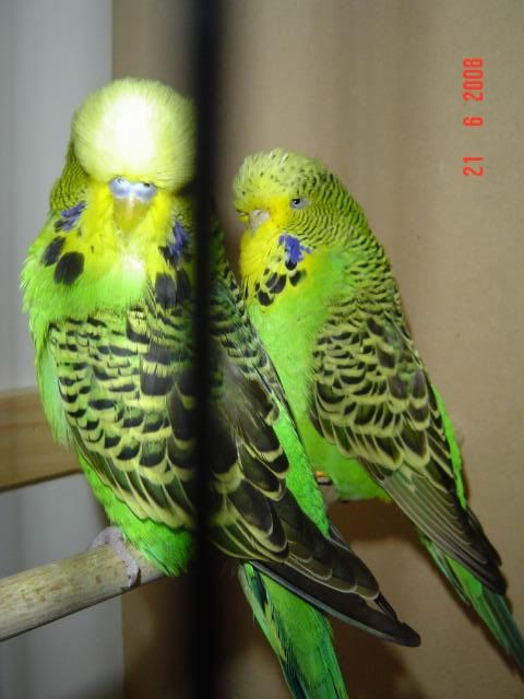 DSC00512.jpg?t=1214047326