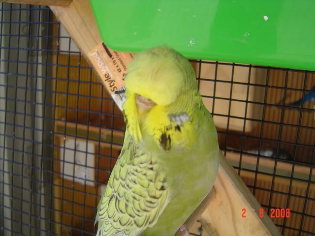 spanglewing.jpg?t=1213401142