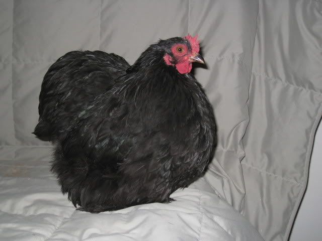 Bantam Cochin Chickens