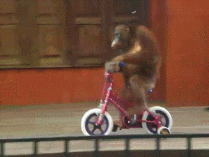 monkey-bike.gif