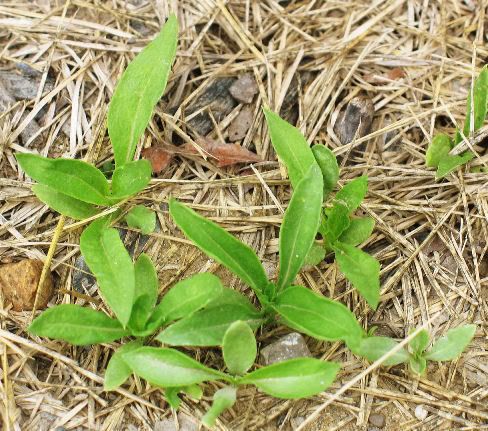 Seedling Identification (pics)