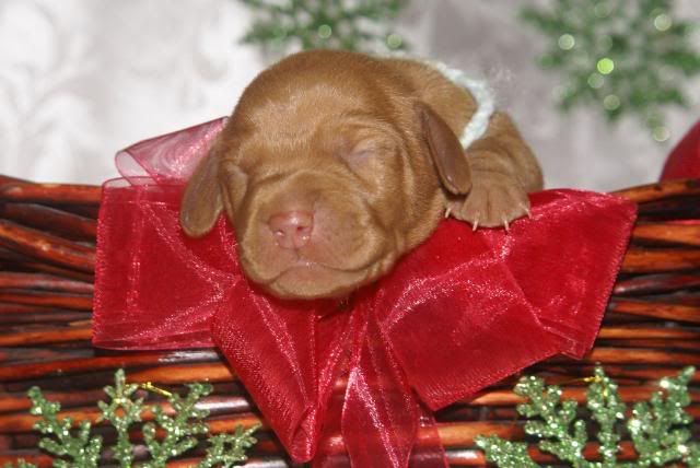 20091129_3505_edited-1.jpg