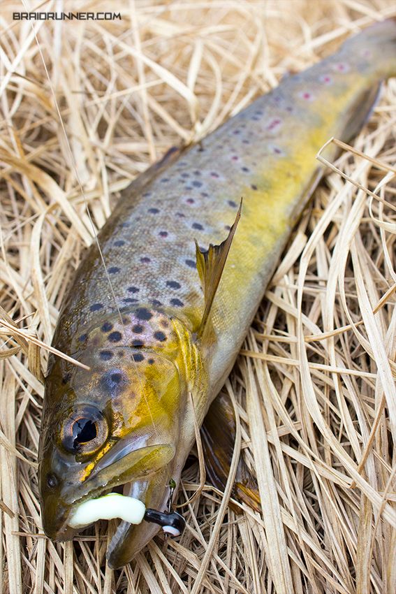 Wild Brown Trout Wild Brown Trout