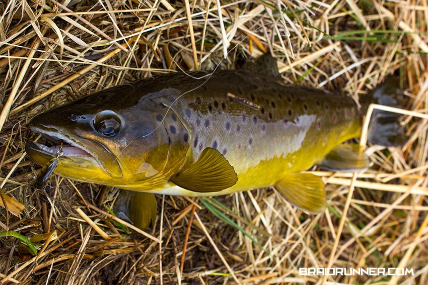 Matt's Trout Matt's Trout