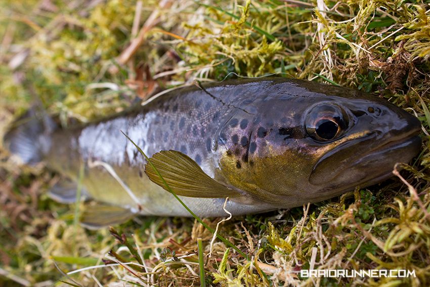 Brown Trout Brown Trout