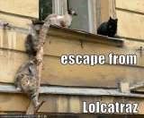 [Image: thfunny-pictures-cats-escape-from-l.jpg]