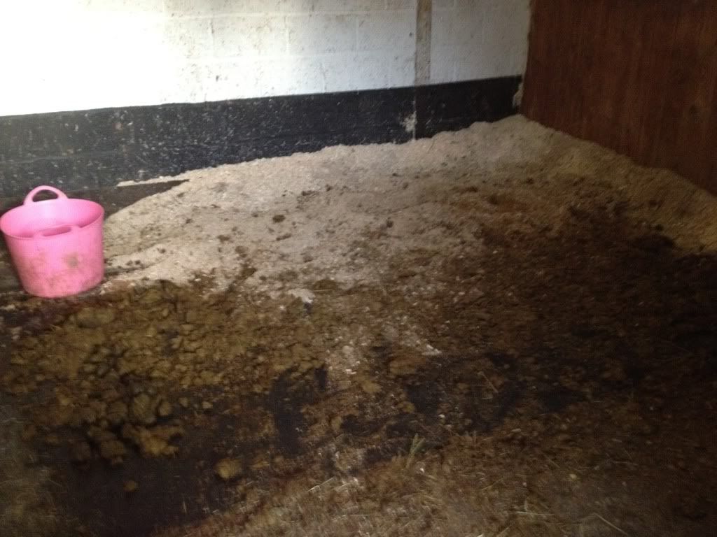 Dirty horse; is there anything that can help?