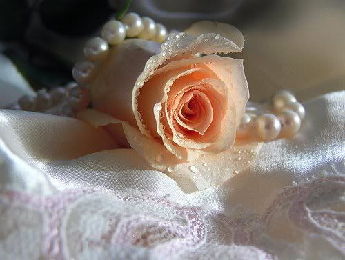 Pink rose and lace Pictures, Images and Photos