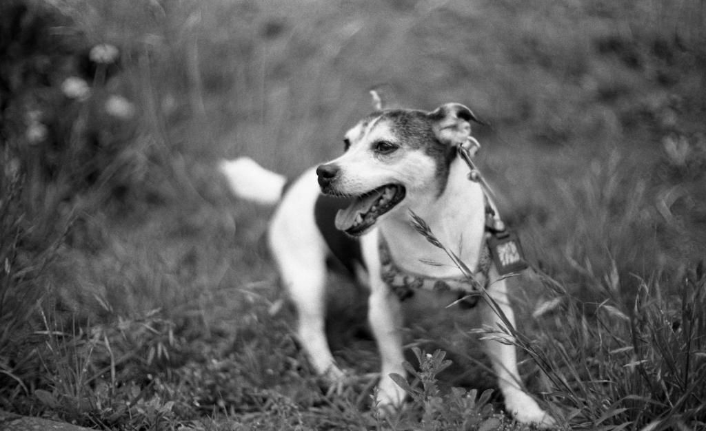 NIkonF58cm021.jpg