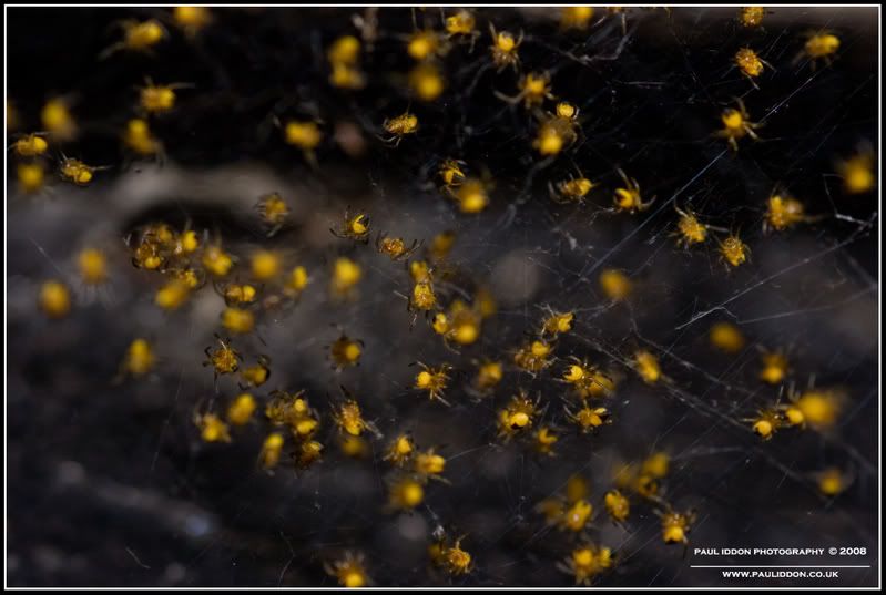 babyspiders1.jpg