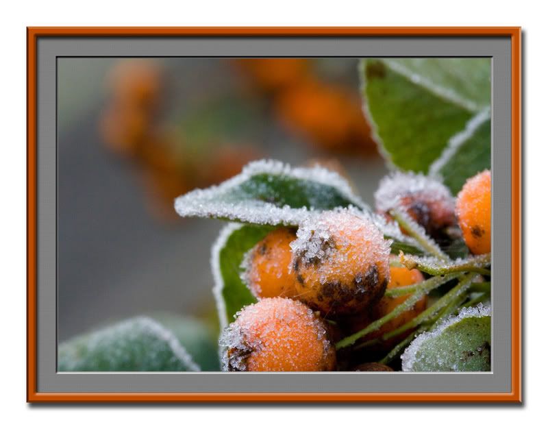 berries02copyframedsmaller.jpg