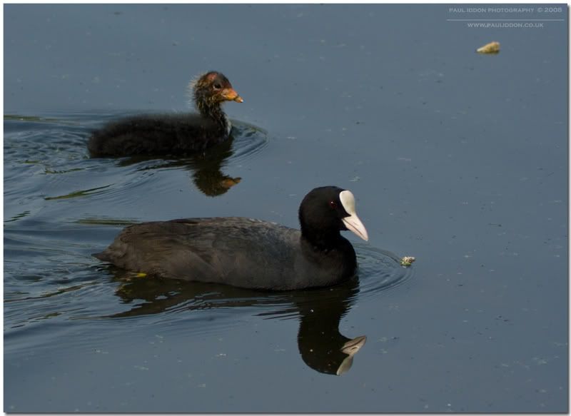 coots.jpg